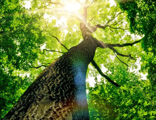 Fibre based verpakkingen winnen terrein
